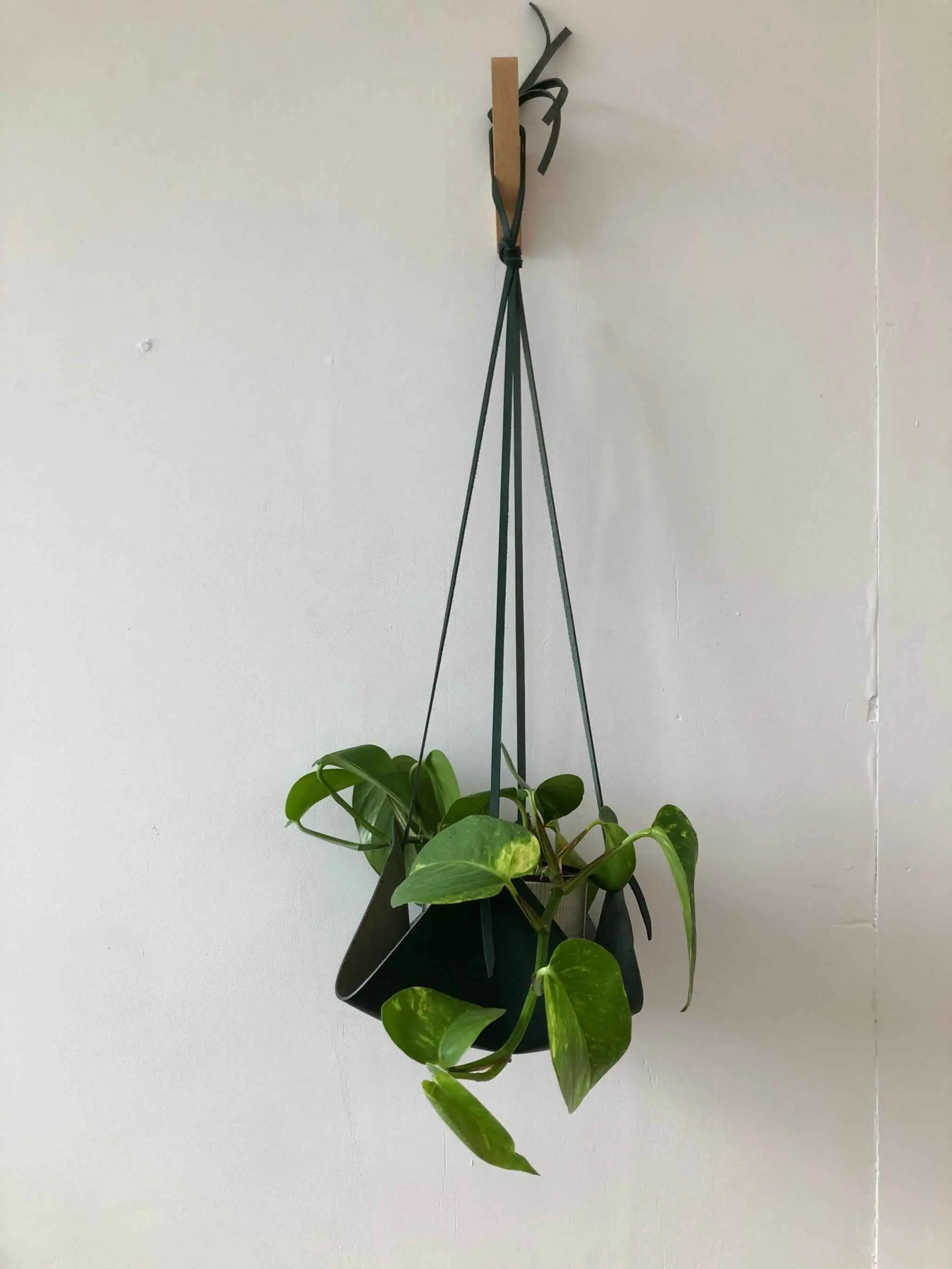money plant hanger Leather House Plant Hanger by CARV